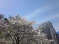 2012 spring in tokyo
