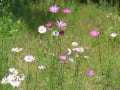 野の花