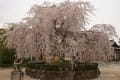 観音神社の枝垂れ桜　130329