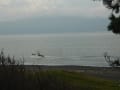 朝の散歩（駿河湾、秋の雲、漁船、虹）