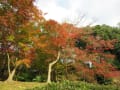 神戸『須磨離宮公園』「植物園」の紅葉