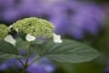 鉢植えの紫陽花達