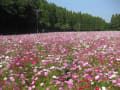 志布志の「やねだん」に綺麗なコスモスの花