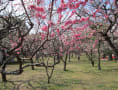 万博公園の梅園