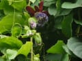 水戸植物園の熱帯植物