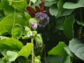 水戸植物園の熱帯植物