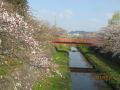 滋賀の桜も開花