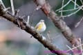 久々のルリビタキ若雄さん（野鳥フォトー７８）