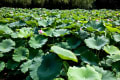 季節の花風景-ハスの花-万博記念公園