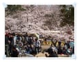 日岡公園　～桜が満開です～