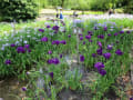 『万博記念公園』はす池と花菖蒲田♪