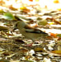 2019野鳥撮影日記（野鳥たち　）