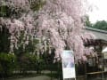 上賀茂神社の斎王桜・みあれ桜・風流桜