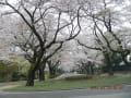 cherry blossom in alma mater