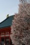 京都の桜