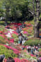 つつじまつりの根津神社－４