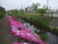 2014　渋田川芝桜