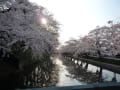 １０”弘前公園の桜