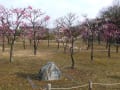 京都　梅だより　梅小路公園⑤