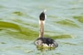 カンムリカイツブリのお食事