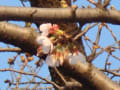 桜（’21-03-17）