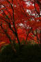 清水山の紅葉　（2008・11.23）