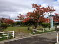 秋田市内、街路樹の紅葉