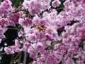 酒波寺の行基桜