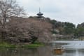 さくら散歩　本牧三溪園　山下公園から中華街