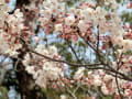 中央公園の花