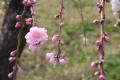 大阪城の桜　いろいろ