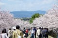 2014年京都桜紀行06　インクラインと岡崎疏水　4/2