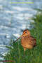 [25]Common Snipe30Dec2011-01p-s.jpg