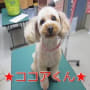 トリミング犬ご紹介