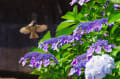 雀と紫陽花