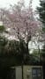 [66]本行寺の桜