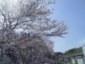 家の前の桜が満開です