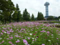 [12]木曽三川公園センター秋の花物語