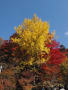 大井平公園の秋