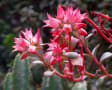 大野植物園のラン