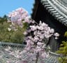 山科疎水　天智天皇陵から本國寺、山科聖天（毘沙門堂）