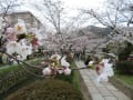 春の京都：哲学の道から南禅寺！