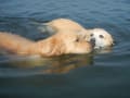 10歳下レトトリオと海で