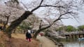 奈良公園　桜開花　2024，4，2