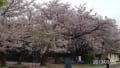 ２０１３年春　西公園・舞鶴公園・大濠公園の桜まとめ