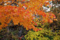 小諸・懐古園の紅葉は今が見頃