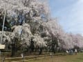 3月31日　前橋花見マラニック