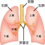 大阪・漢方『肺癌』大腸癌・胃癌・肝臓癌。ドラッグフタバ（豐多葉堂漢方）