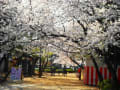 大村公園の桜満開