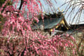 しだれ梅（結城神社）